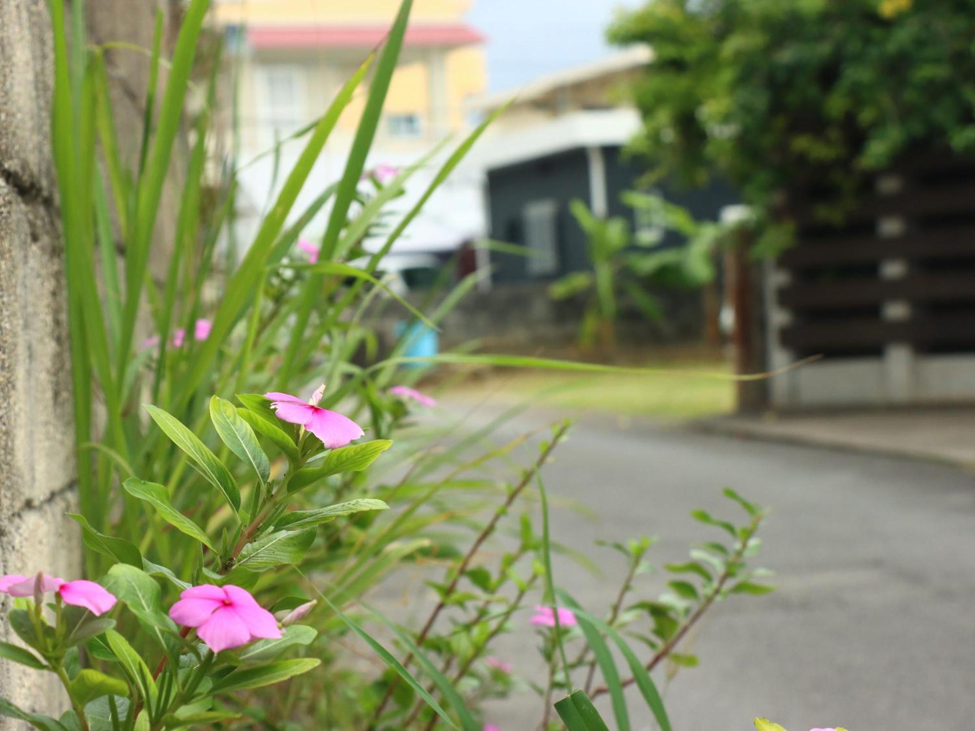Guesthouse Asibina Ishigaki  Экстерьер фото